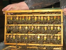 Gut besetzter Zuchtrahmen