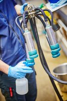 Reinigung vom Melkzeug vor und nach der Anwendung ©Franz Gleiß/LK Niederösterreich