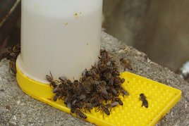 Fütterung mit Zuckerwasser