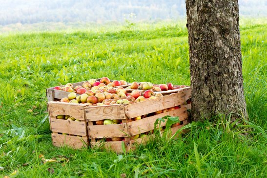 Der optimale Erntezeitpunkt bei Äpfeln ist, wenn sich der Fruchtstiel leicht vom Ast löst und die Grundfarbe von Grün auf Gelb wechselt. ©fotolia