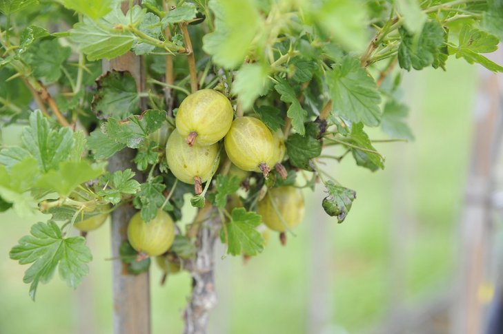 Stachelbeere ©LK Niederösterreich/Referat Pflanzenbau