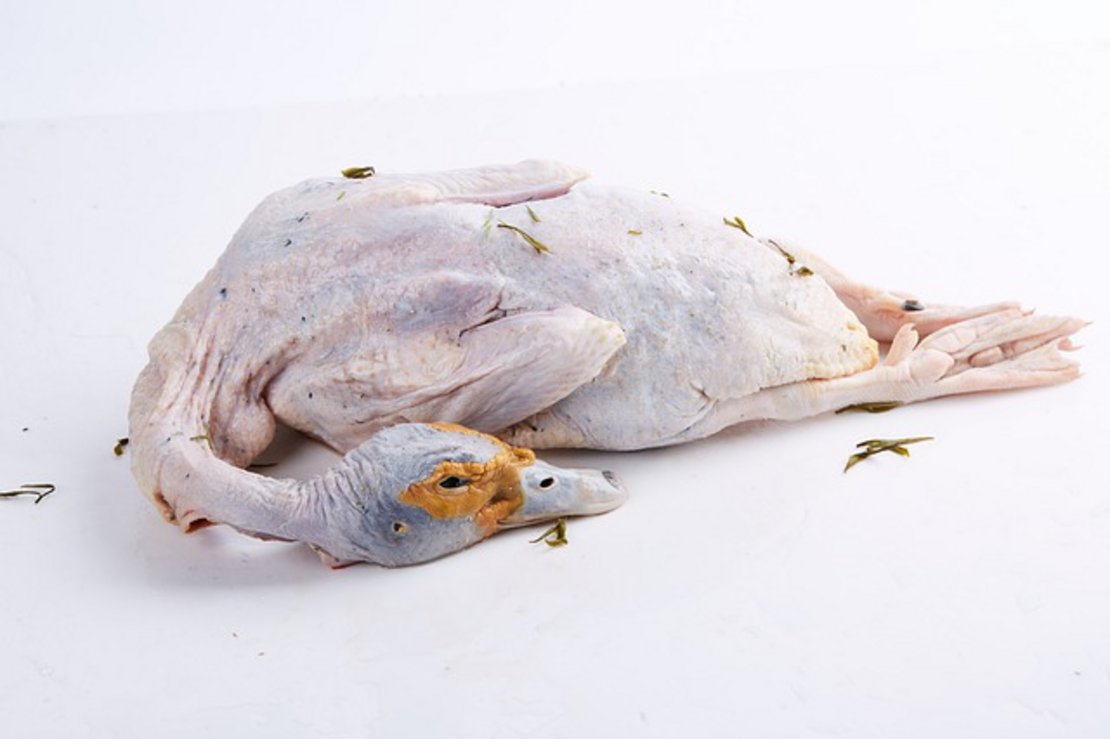 Ente gerupft und roh ©pixabay