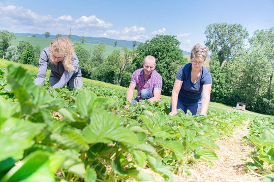 Bauernfamilie am Erdbeerfeld beim Erdbeerpflücken