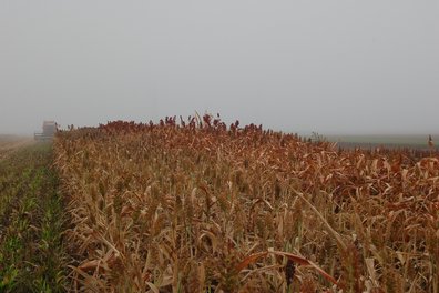 Ernte der Sorghumhirse ©Harald Schally/LK Niederoesterreich