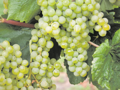 Viktoria von Traub, die Königin der Tafeltrauben, ist die Gartenpflanze des Jahres 2022.