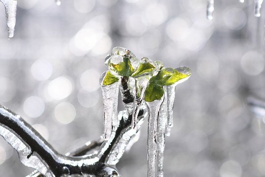 Frostberegnung ©pixabay