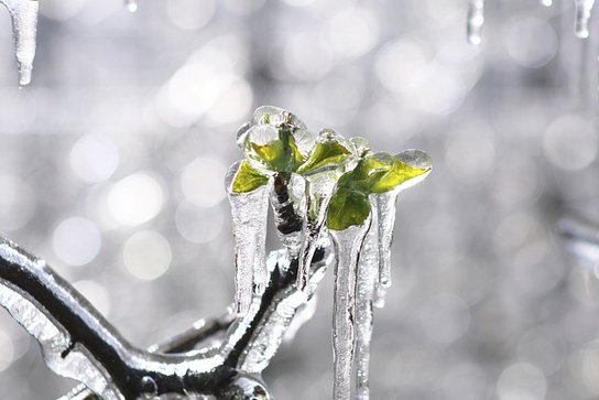 Frostberegnung ©pixabay