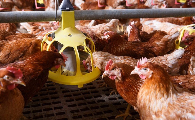 Hühner im Stall bei Fütterung ©fotolia.com