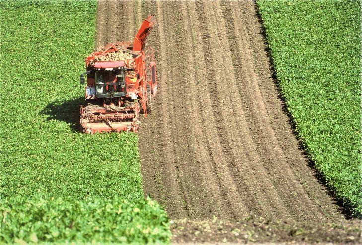 Zuckerrübenernte mit Maschine am Feld