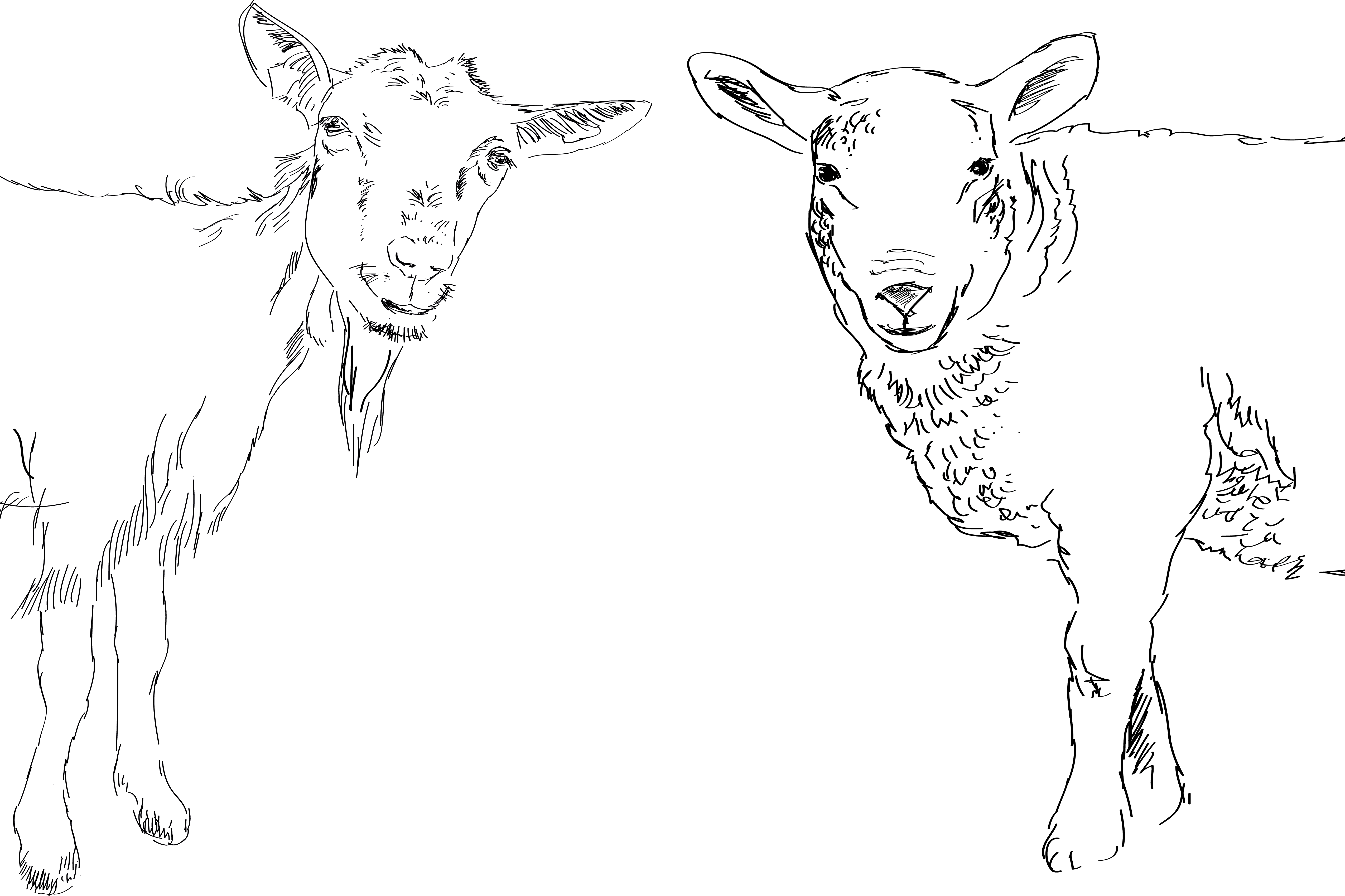 Ziege und Schaf als Illustration von ©Eva Kail