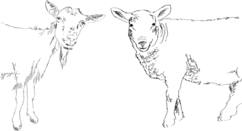 Ziege und Schaf als Illustration von ©Eva Kail