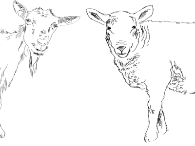 Ziege und Schaf als Illustration von ©Eva Kail
