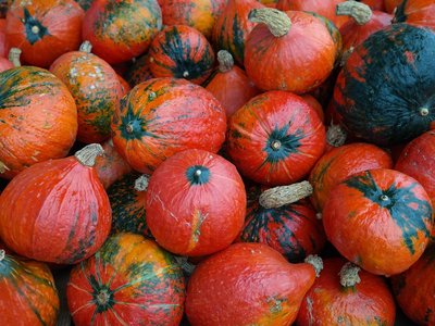 Kürbisse sollten voll ausgereift sein, wenn sie geerntet werden, Ist der Fruchtstiel verholzt, kannst du diesen nahe an der Ranke abtrennen. ©pixabay