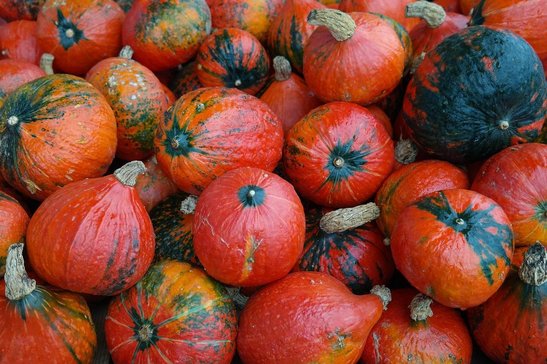 Kürbisse sollten voll ausgereift sein, wenn sie geerntet werden, Ist der Fruchtstiel verholzt, kannst du diesen nahe an der Ranke abtrennen. ©pixabay