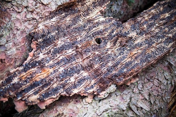 Einer der bedeutendsten Schädlinge in den Fichtenwäldern ist der Borkenkäfer. ©BMLRT/Paul Gruber