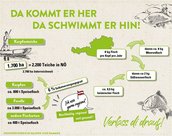 Infografik von Verlass di drauf der Landwirtschaftskammer Niederösterreich zu Fischkonsum und Haltung in Österreich