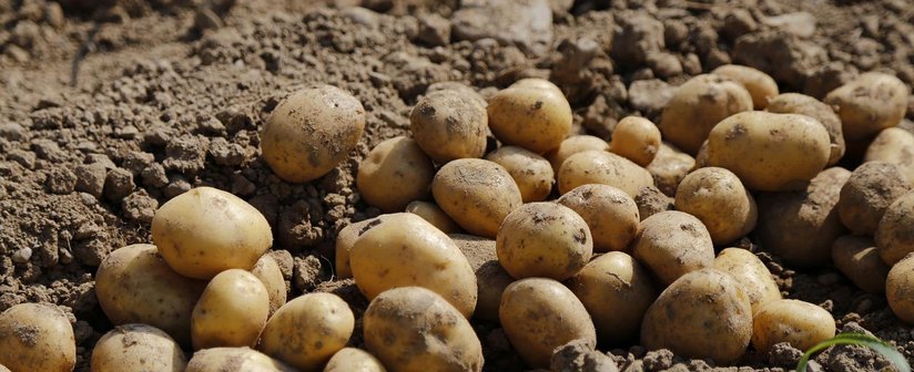 Der beste Lagerraum für Erdäpfelknollen ist ein Keller mit einer Temperatur von ca. 8° C. ©pixabay