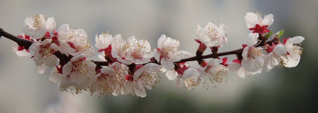 Marillenblüte in der Wachau