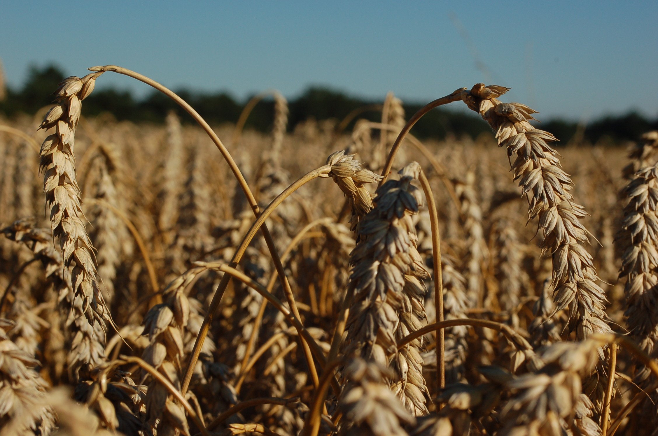 Weizen ©Harald Schally/LK Niederösterreich