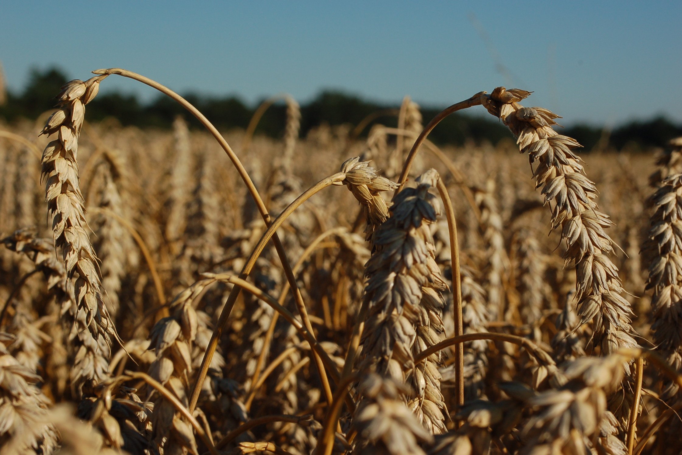 Weizen ©Harald Schally/LK Niederösterreich