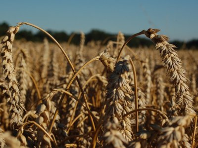 Weizen ©Harald Schally/LK Niederösterreich