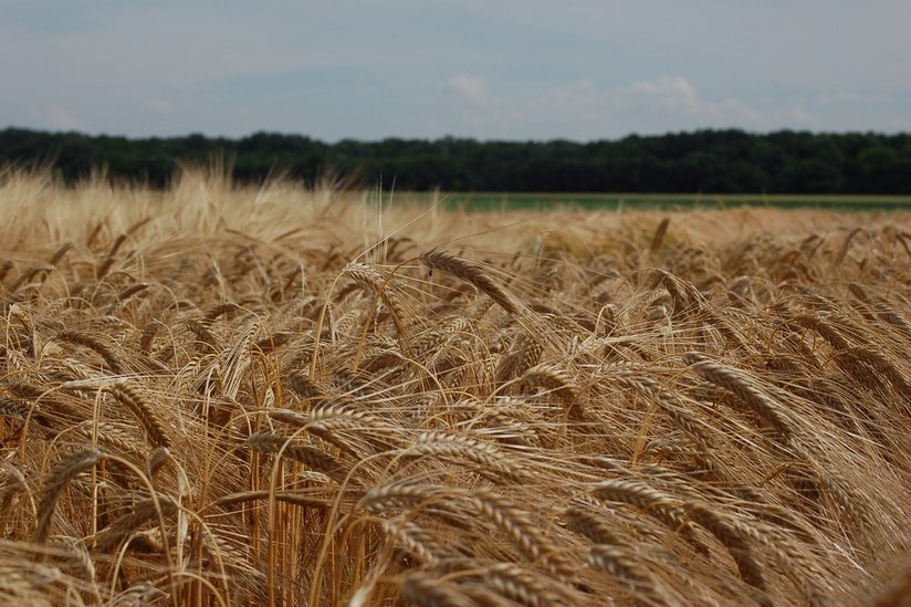 Wintergerste in Probstdorf ©Harald Schally/LK Niederösterreich