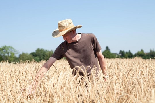 Mann mit Strohhut steht im reifen Dinkelfeld und kontrolliert Getreide
