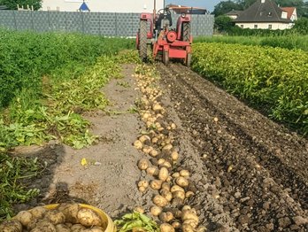 Die heurigen Erdäpfel liegen auf dem Feld und warten darauf, eingesammelt zu werden.