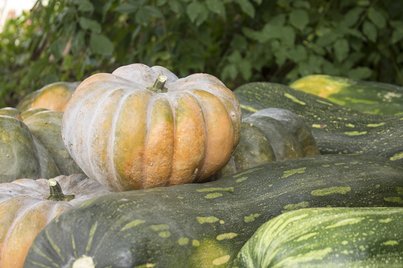 Muskatkürbis und Langer von Neapel ©Sonja Hießberger/LK Niederösterreich