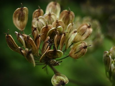 Anispflanze Nahaufnahme Wegesrand Kultur am Feld ©pixabay