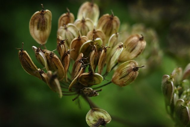 Anispflanze Nahaufnahme Wegesrand Kultur am Feld ©pixabay