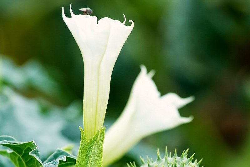 Jimson weed