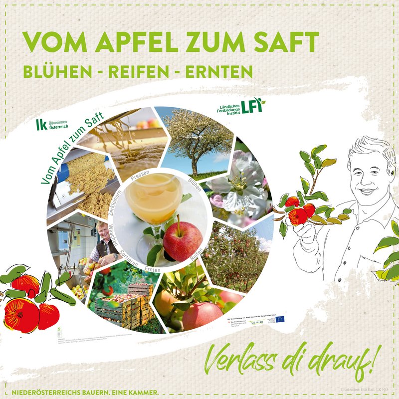Der Weg vom Apfel am Apfelbaum zum Apfelsaft