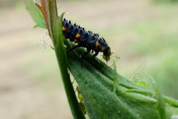 Eine Marienkäferlarve verzehrt die schädlichen Blattläuse