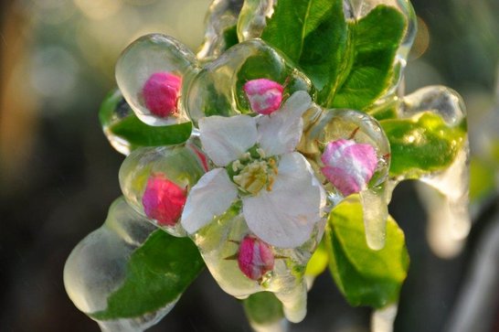 Frostblüte ©LK Niederösterreich_Referat Pflanzenbau