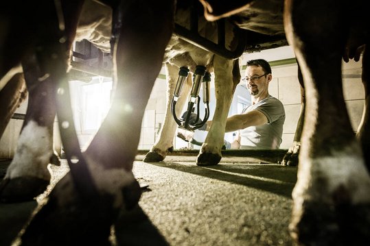 Anlegen vom Melkgeschirr