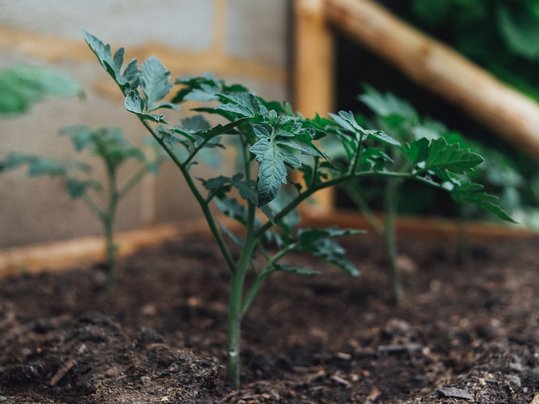 Paradeiser im Hochbeet ©unsplash