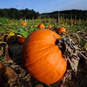 Viele reife orange Riesenkürbisse liegen vereinzelt am Feld vor der Ernte