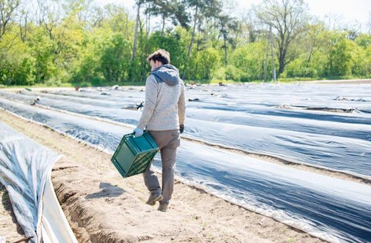 Erntehelfer am Spargelfeld