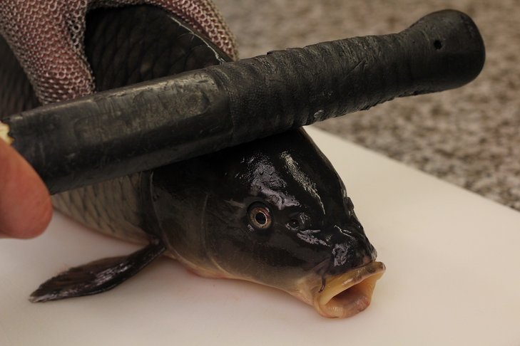 Betäuben ©Viktor Divos/Archiv Aqua