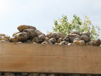 Erdäpfel mit Erde vom Feld