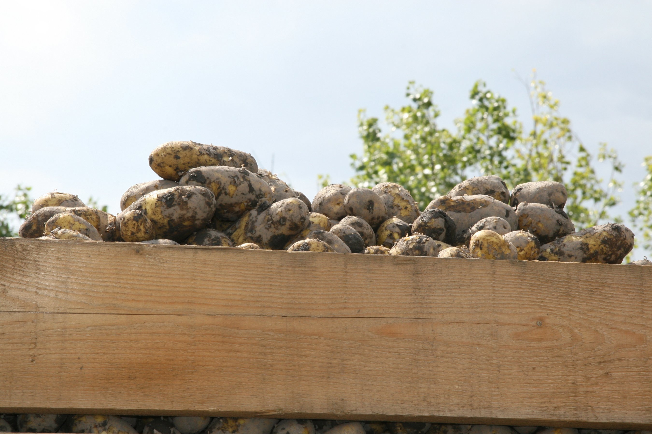 Erdäpfel mit Erde vom Feld