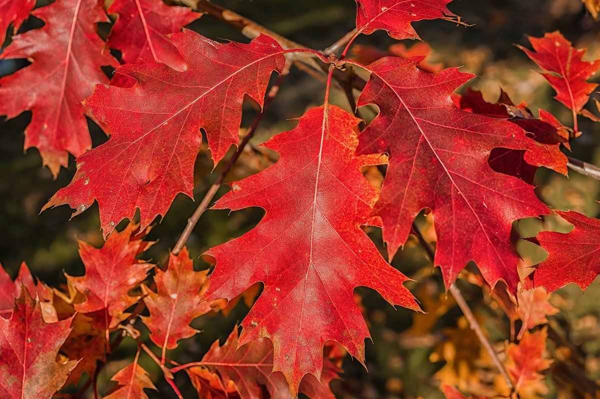 Autumn coloration of the northern red oak foliage.