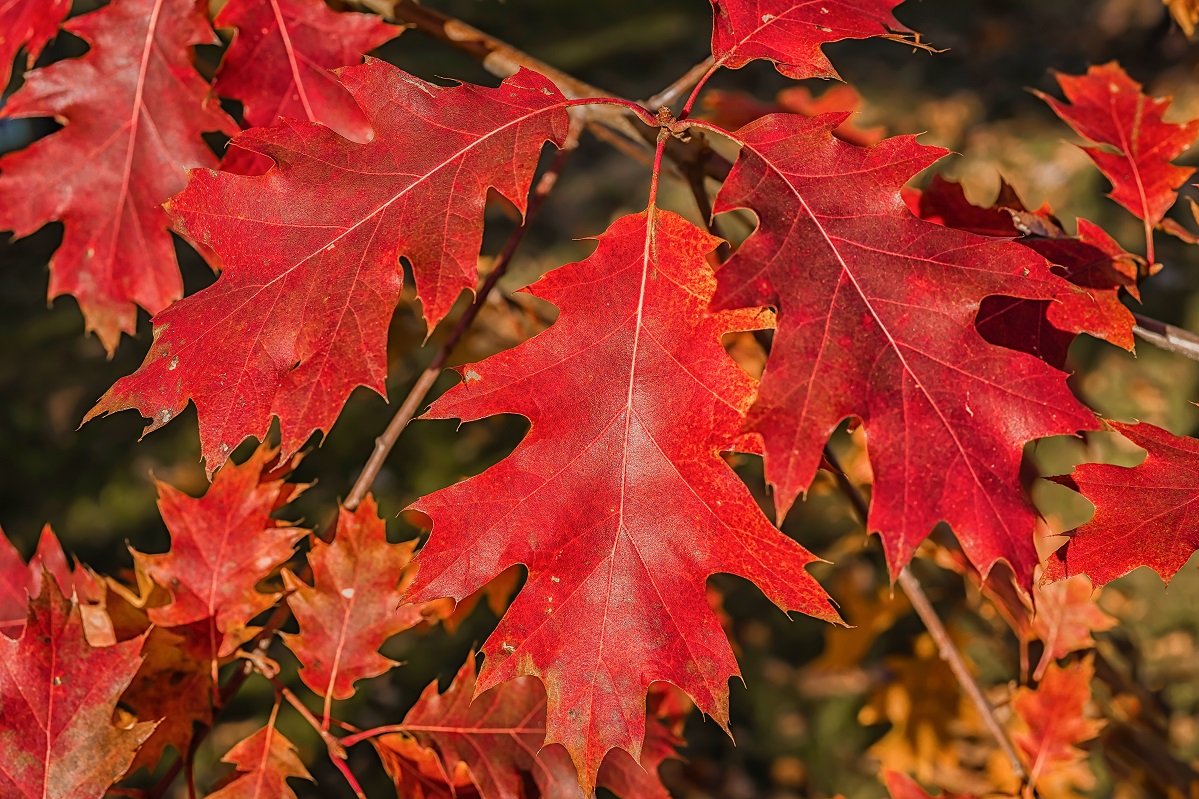 Autumn coloration of the northern red oak foliage.
