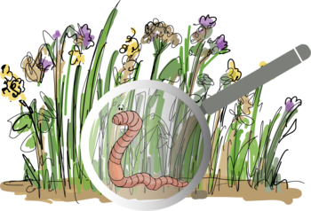 Biodiversitaet mit Regenwurm in Gruenbrache mit Lupe von Eva Kail