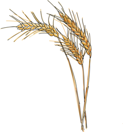 Weizenähre ©Eva Kail/LK Niederösterreich