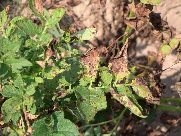 Alternaria ©Pflanzenbau/LK Niederösterreich