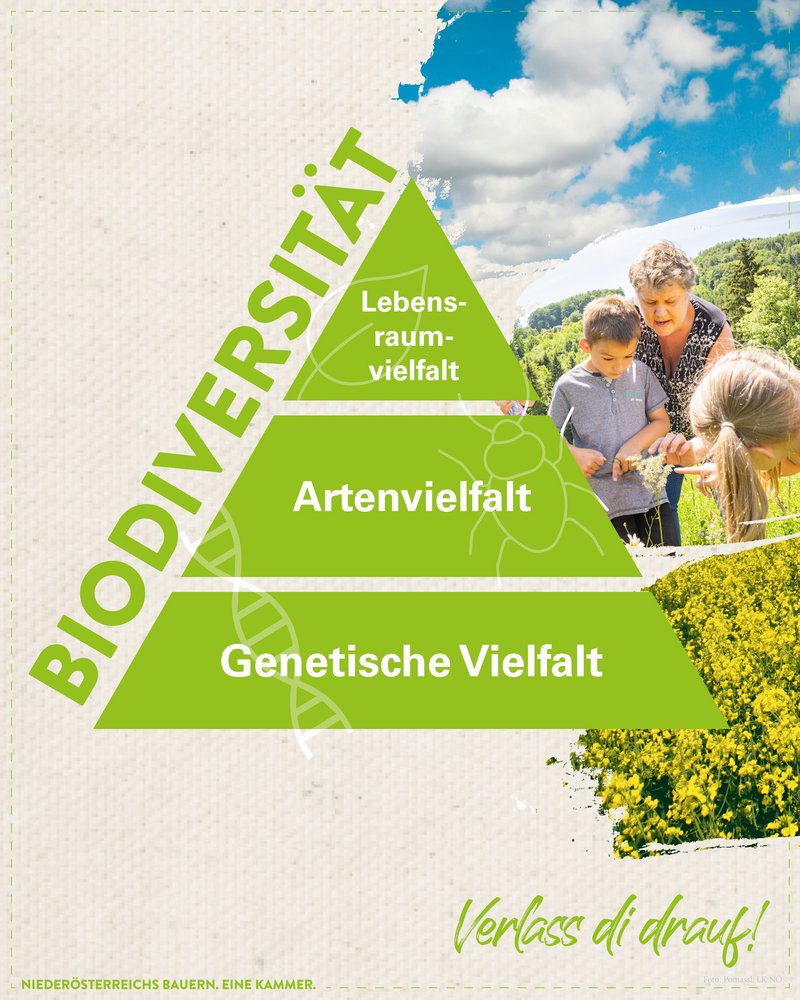 Biodiversitäts-Pyramide