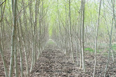 Energieholz ©Fotoarchiv Forst/LK Niederösterreich