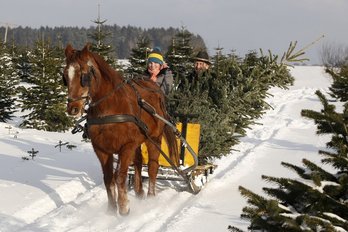 Mit Pferd Christbaum holen
